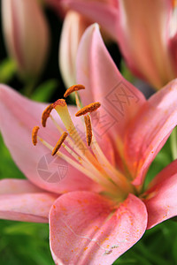 五毒的小图标亚洲圆李图标灯泡树叶发芽花园粉色花粉植物绿色花瓣背景