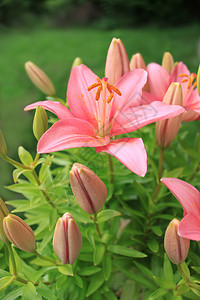 绿色对勾小图标亚洲百合的年轻芽花粉发芽植物花园灯泡图标花瓣绿色粉色树叶背景