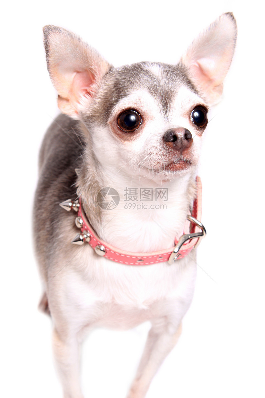 奇瓦瓦狗肖像哺乳动物动物女性粉色犬类白色小狗宠物衣领灰色图片
