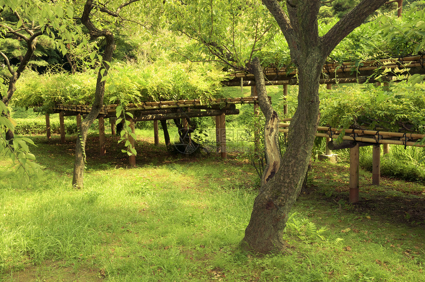 夏季花园绿色文化植物乐园传统公园图片