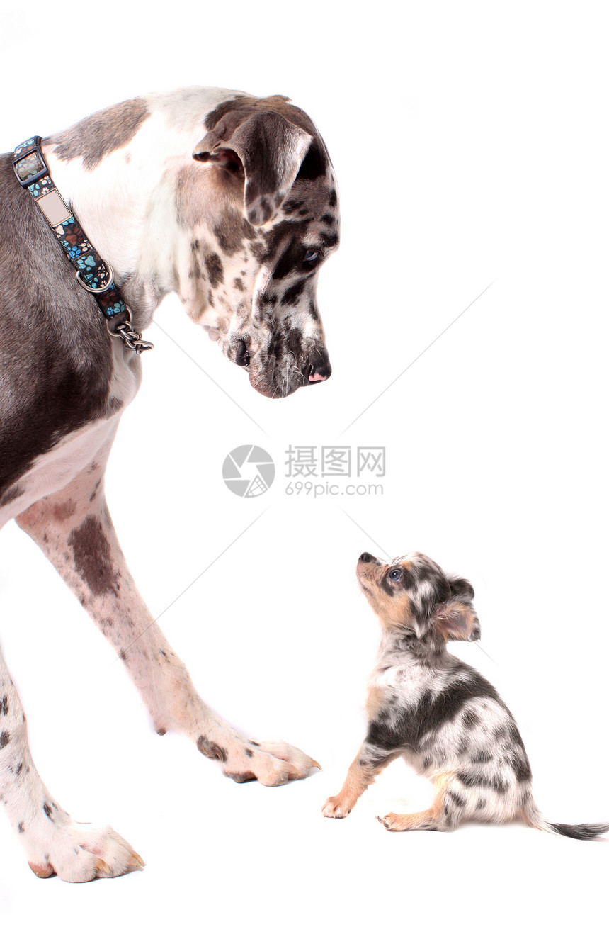 大丹和吉华小狗眼睛犬齿陨石色宠物白色耳朵尺寸图片
