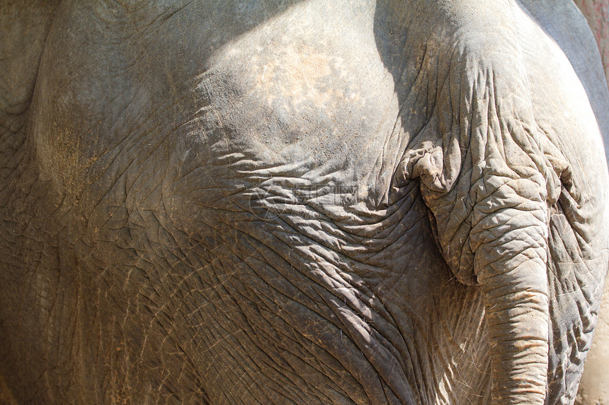 亚洲大象的背面图片