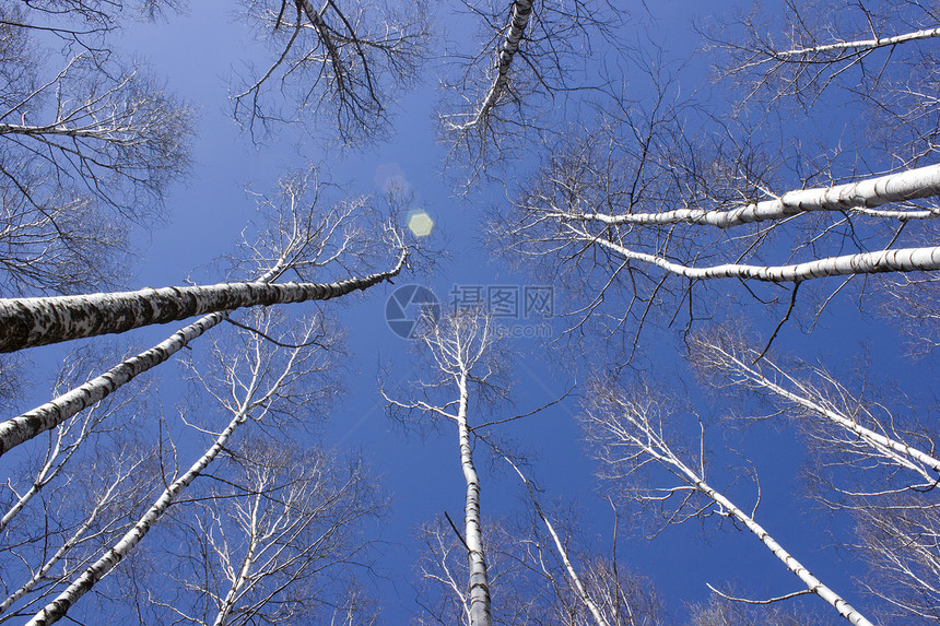 布尔切树公园环境阳光季节木头叶子自然桦木树叶树林图片