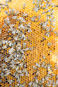 蜂巢中蜂巢上的蜜蜂养蜂人女王蜂养蜂业药品蜂蜡蜂蜜蜂房花粉六边形昆虫背景图片