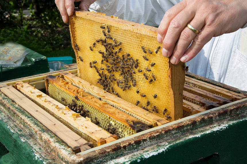 养蜂人照顾蜜蜂殖民地农场农业框架昆虫生产花粉蜂巢蜂蜜蜂蜡蜂房图片