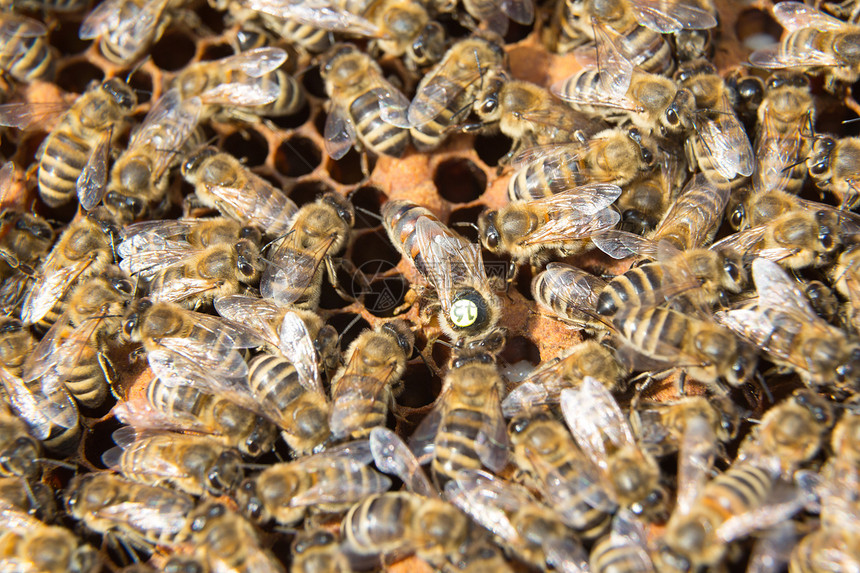 蜂巢中的蜜蜂皇后产卵女王蜂蜜蜂房花粉养蜂业养蜂人蜂蜡药品昆虫蜂窝图片