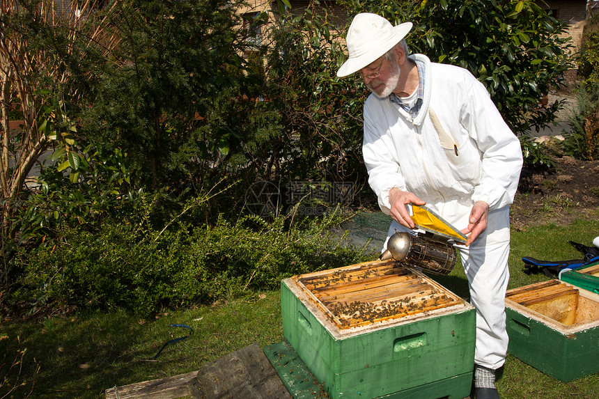 对蜜蜂聚居区使用烟雾的养蜂人图片