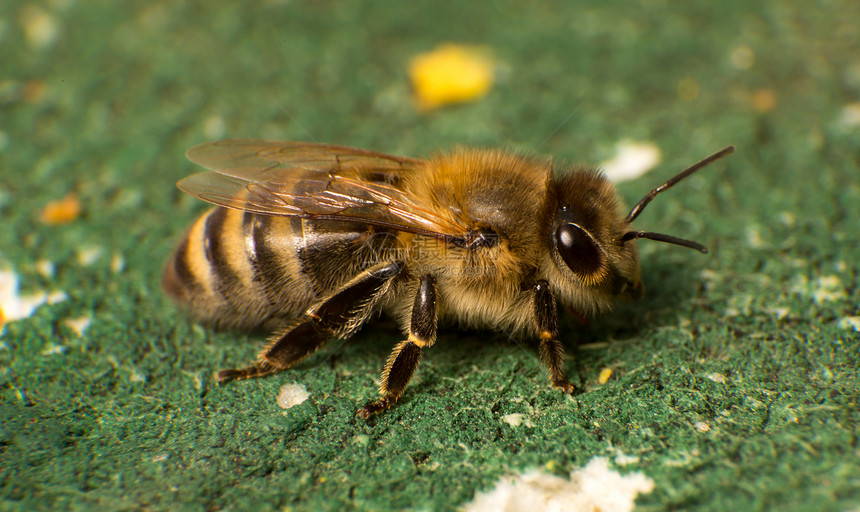 蜜蜂聚居地蜜蜂的近拍照片女王蜂蜡养蜂业花粉六边形蜂蜜养蜂人蜂房药品昆虫图片