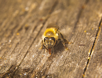 蜜蜂聚居地蜜蜂的近拍照片药品养蜂人养蜂业蜂蜜女王昆虫花粉蜂蜡蜂房六边形背景图片