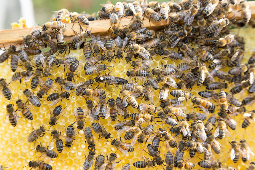 蜂巢中的蜜蜂皇后产卵蜂房养蜂人花粉药品昆虫女王蜂窝六边形蜂蜜蜂蜡图片