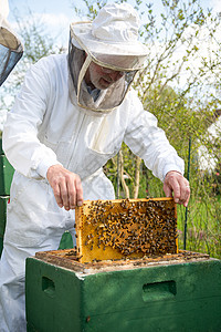 养蜂人照顾蜜蜂殖民地传粉者蜂蜜男人男性昆虫农业蜂蜡职业蜂巢蜂窝背景图片