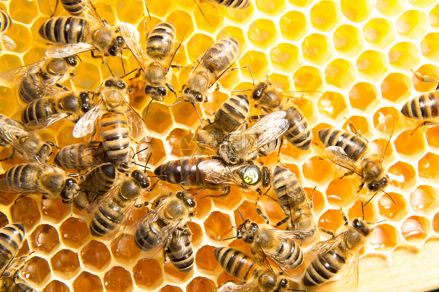 蜂巢中的蜜蜂皇后产卵蜂蜜药品养蜂业六边形蜂蜡女王养蜂人蜂房蜂窝昆虫图片