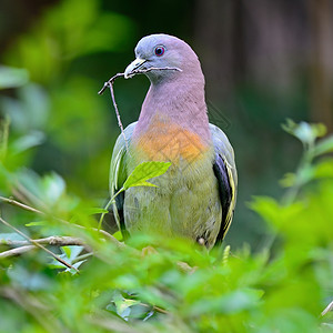 粉颈鸽泰国粉领高清图片