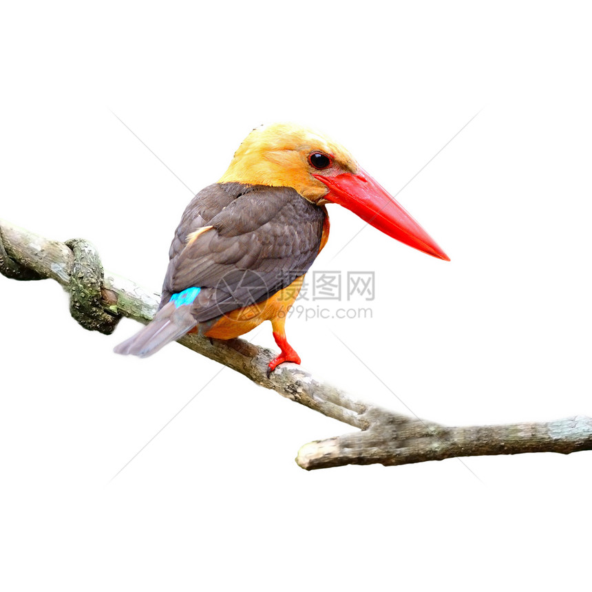 棕色的捕鸟王翠鸟野生动物棕翅鸟类红树林森林图片