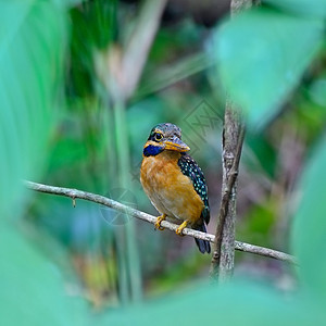 红领翠鸟鸟类棕色的高清图片