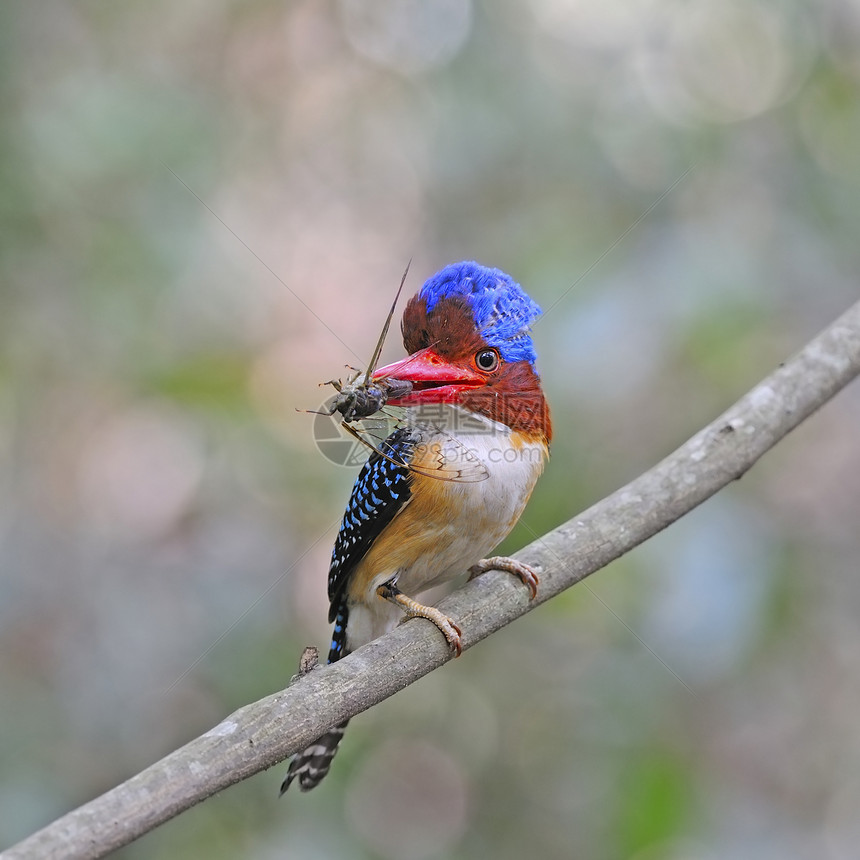 Kingfisher 养鱼王翠鸟公园森林猎物丛林计费动物阳光环境鸟类图片