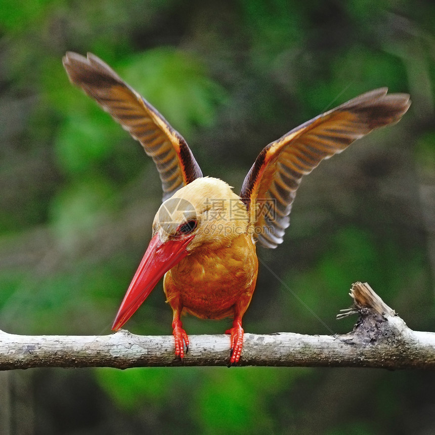 男性布朗翼捕鸟王棕翅红树林翠鸟鸟类野生动物棕色森林图片