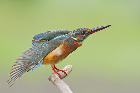 普通女性捕王者翅膀野生动物保护动物尾巴钓鱼蓝色鸟类翠鸟橙子背景图片