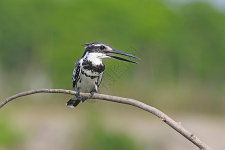 花斑翠鸟西里尔·鲁迪斯打猎高清图片