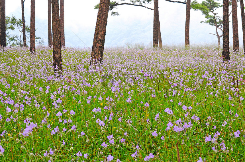 花花字段蓝色场地地平线农场野花天空农田植物群太阳牧场图片