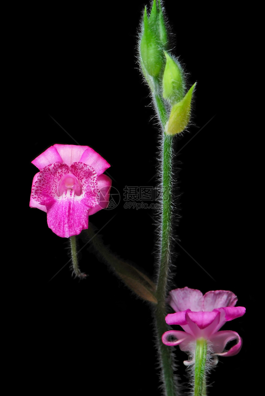 加兰特植物学兰花热带异国生态植物植物群情调环境花瓣图片