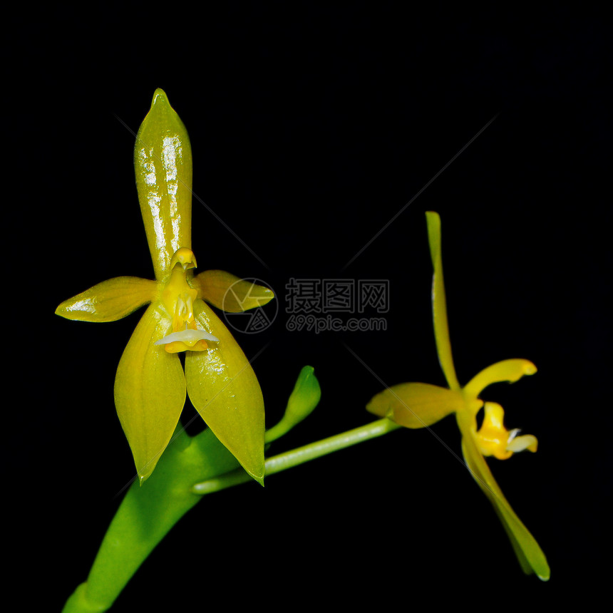 丙烯二酰甲状腺囊肿花瓣兰花美丽花束黄色植物展示植物学热带图片