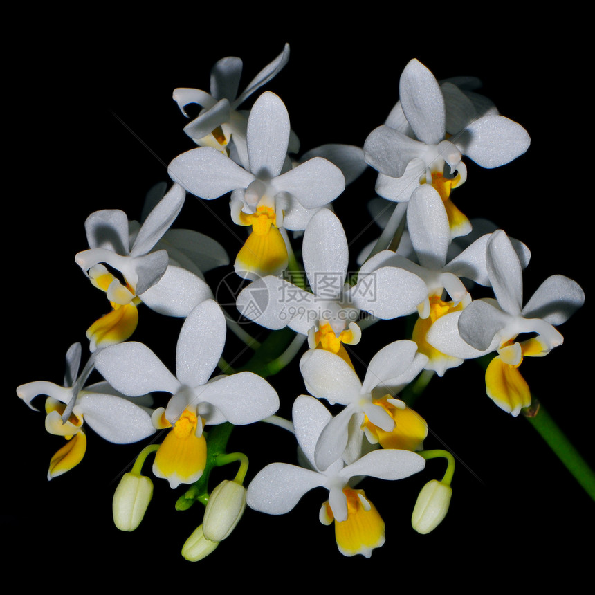 蛋白类花瓣黄色植物植物学兰花展示花束美丽热带图片