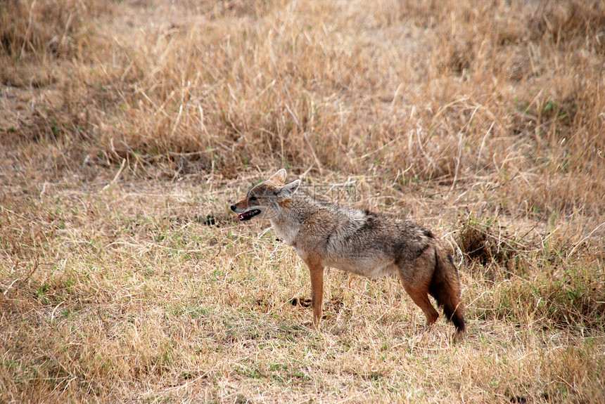 坦桑尼亚胡狼毛皮野生动物动物犬类火山口食肉野外动物哺乳动物金豺搜索图片
