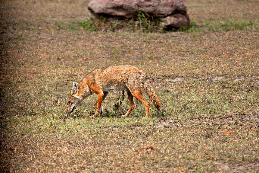 坦桑尼亚胡狼食肉野外动物保护区野生动物宠物哺乳动物野狗动物童话搜索图片