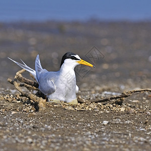 小田丁滨鸟沙滩燕鸥季节胸骨孵化野生动物鱼塘动物鸟类高清图片