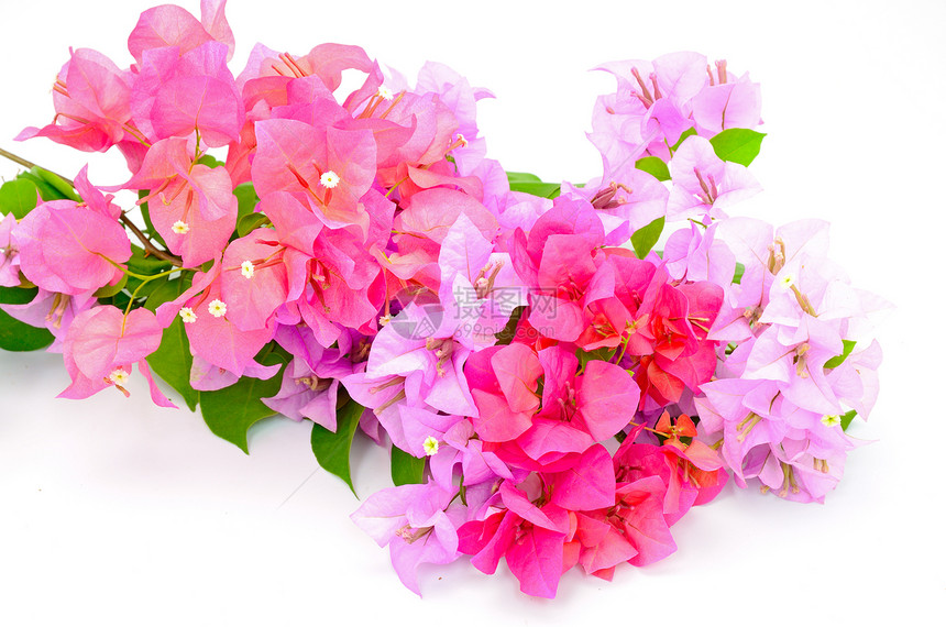 哥伦比亚植物树叶紫色花束植物群装饰粉色风格绿色花瓣图片