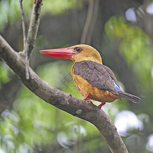 女性布朗翼捕鸟王红树林野生动物鸟类棕色森林棕翅翠鸟高清图片