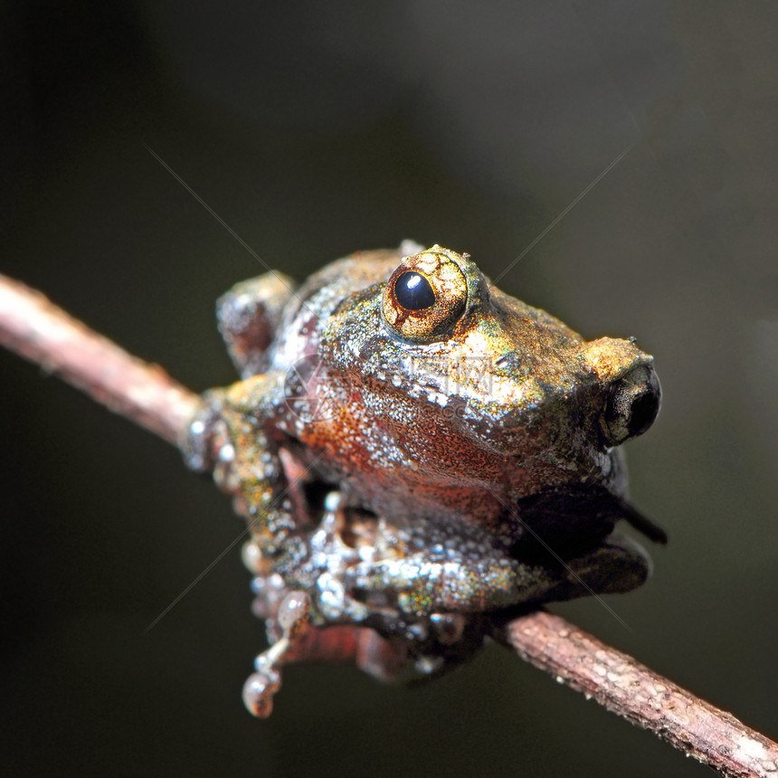 青蛙野生动物动物绿色环境热带森林雨林生物学生态生物图片