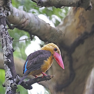 男性布朗翼捕鸟王棕翅森林野生动物翠鸟棕色鸟类红树林背景图片