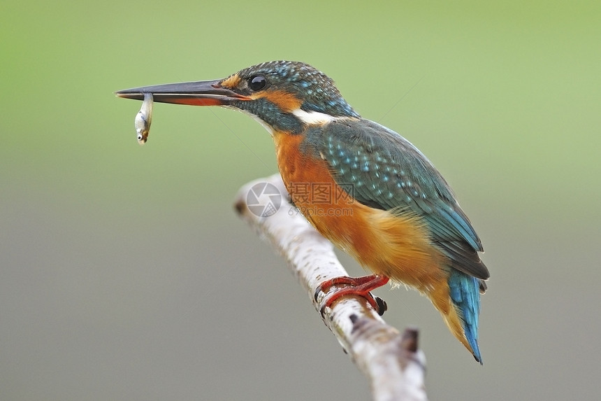 普通女性捕王者钓鱼环境野生动物保护翠鸟橙子异国蓝色动物情调图片
