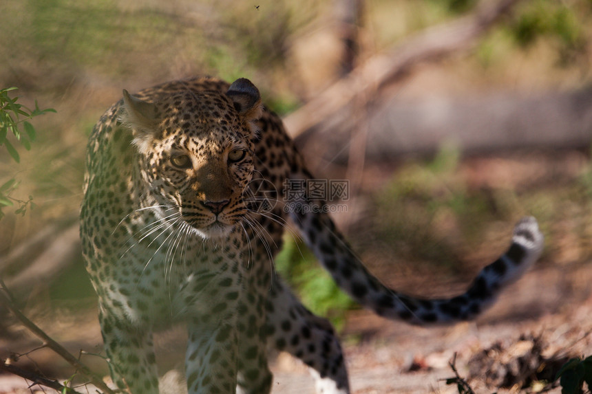 坦桑尼亚国家公园的黑豹环境宠物猫科动物野猫守望大猫食肉野生动物搜索运动图片
