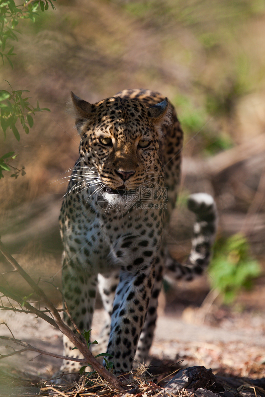 坦桑尼亚国家公园的黑豹搜索地点环境猫科动物植物生物体动物国家运动旅行图片