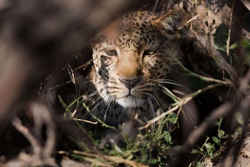 坦桑尼亚国家公园的黑豹地点守望运动环境大猫搜索物种宠物生物体健身图片