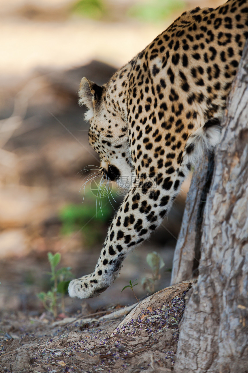 坦桑尼亚国家公园的黑豹旅行草原植物公园哺乳动物地标国家宠物地点食肉图片