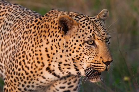 好物种草坦桑尼亚国家公园的黑豹猫科动物国家野猫搜索宠物公园晶须植物健身食虫背景