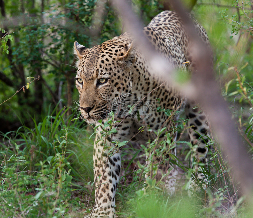 坦桑尼亚国家公园的黑豹草原野猫人脸旅行物种濒危宠物哺乳动物食虫国家图片