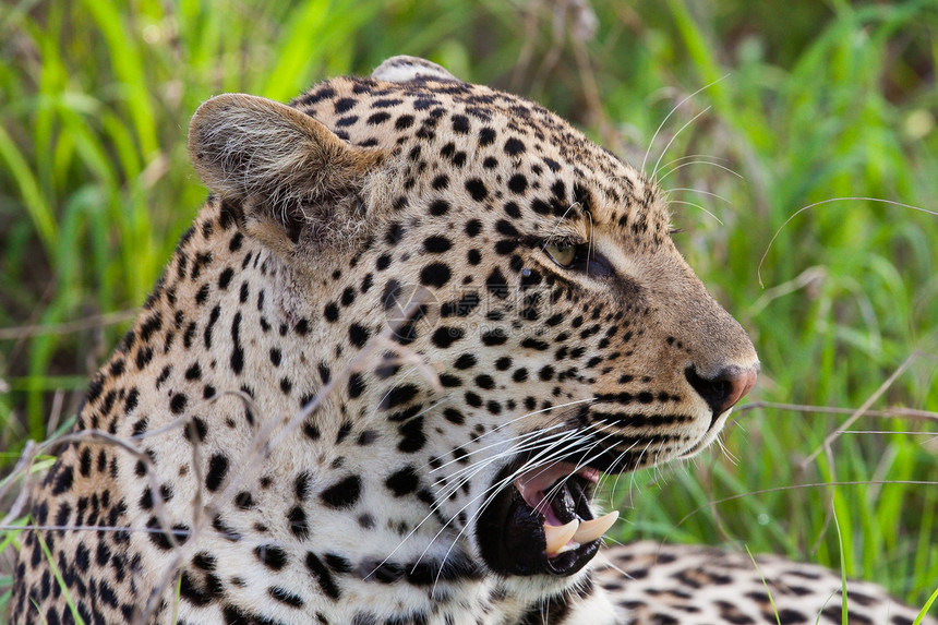 坦桑尼亚国家公园的黑豹游客物种旅行濒危哺乳动物食虫宠物地点国家公园图片