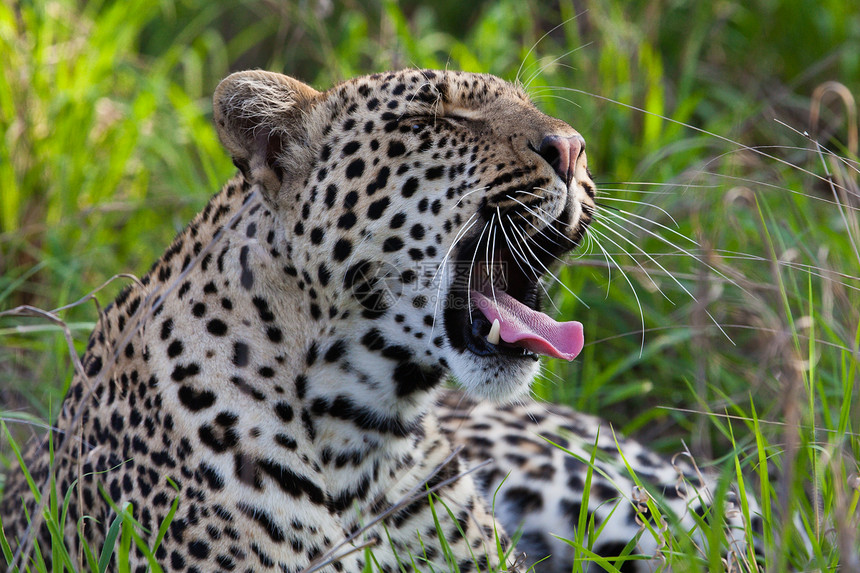 坦桑尼亚国家公园的黑豹野猫野生动物大猫游客哺乳动物环境国家晶须人脸食肉图片