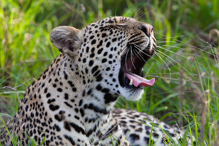 花豹与黑豹坦桑尼亚国家公园的黑豹火山口游客晶须旅行哺乳动物野生动物动物宠物搜索地标背景