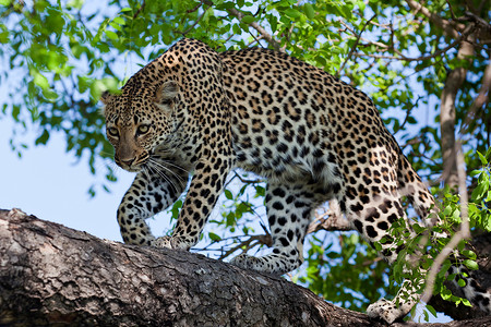坦桑尼亚国家公园的黑豹旅行地点运动哺乳动物植物环境健身公园野生动物地标背景图片