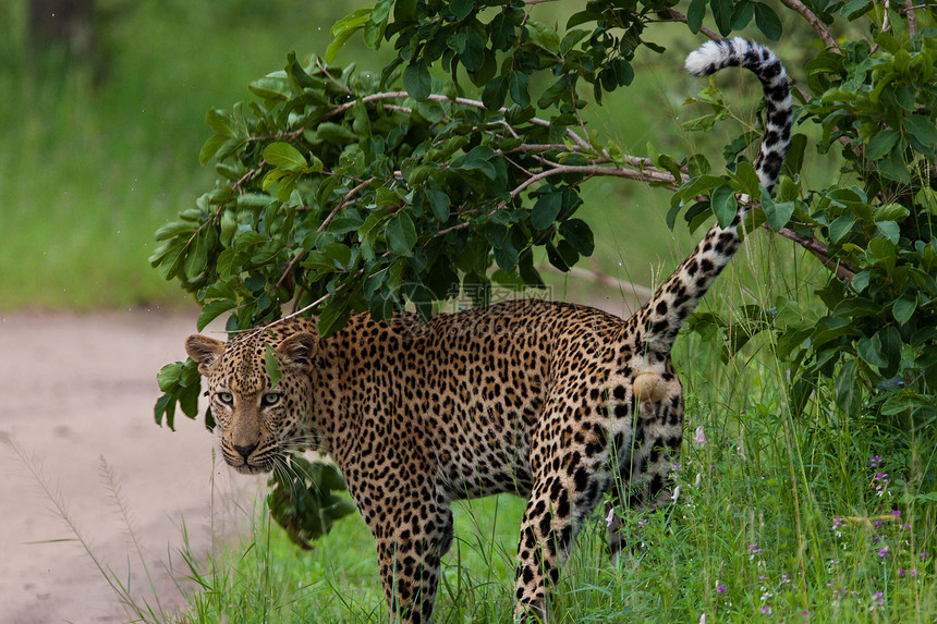 坦桑尼亚国家公园的黑豹物种搜索游客大猫猫科动物食虫濒危野猫旅行地标图片