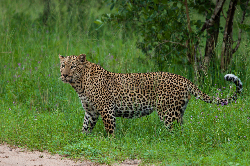 坦桑尼亚国家公园的黑豹物种地标搜索游客食虫宠物地点猫科动物健身公园图片