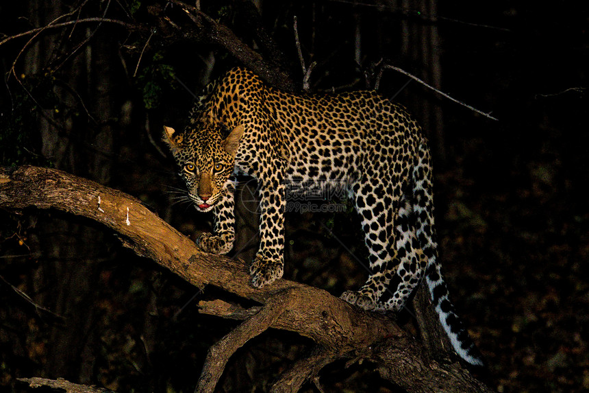 坦桑尼亚国家公园的黑豹人脸动物旅行哺乳动物植物搜索猫科动物草原濒危食虫图片