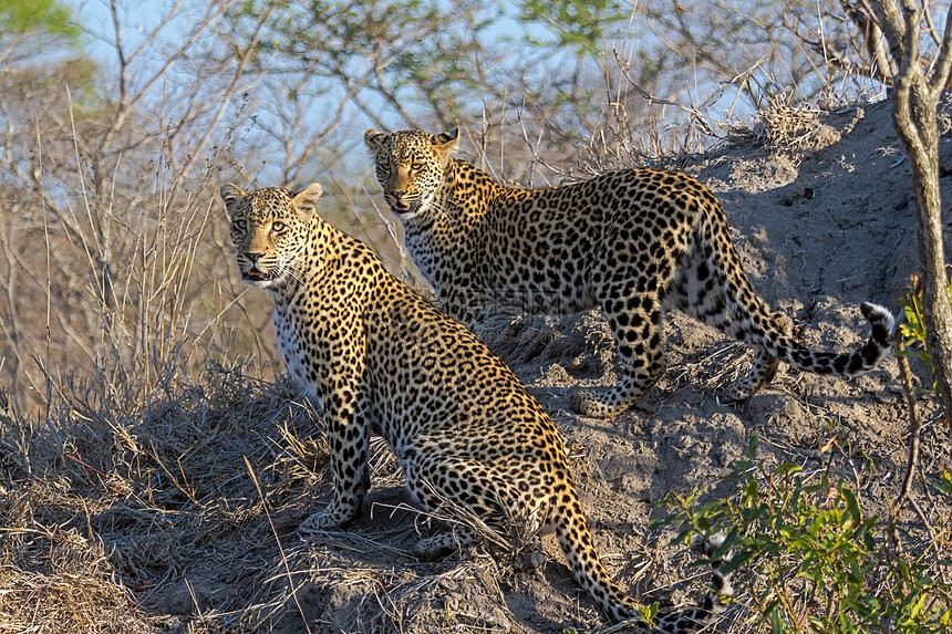坦桑尼亚国家公园的黑豹草原地点濒危野生动物宠物植物健身环境游客地标图片