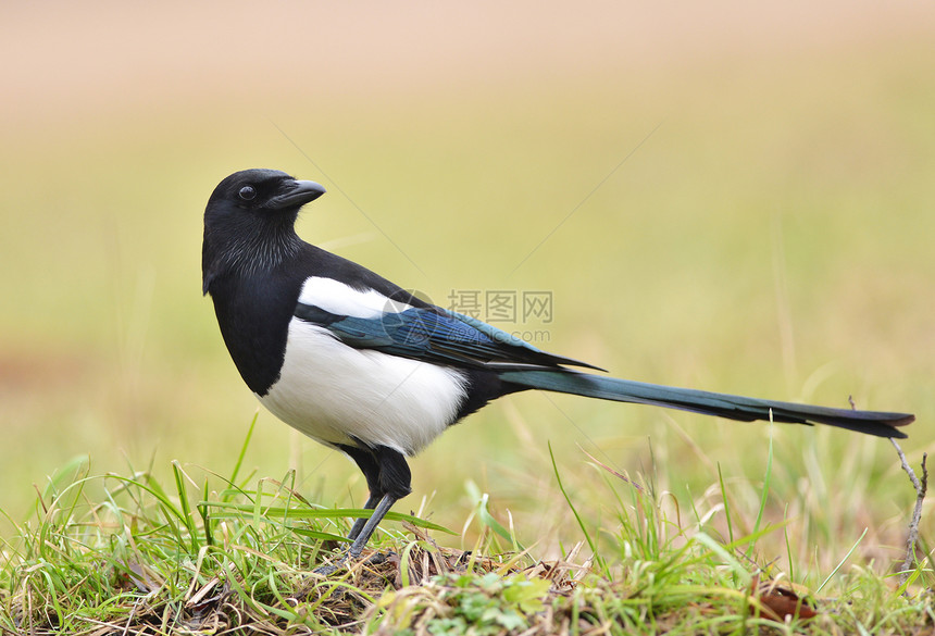 玛吉语Name黑与白动物黑色乌鸦飞行白色羽毛野生动物森林公园图片